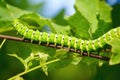 a close-up of a caterpillar eating green leaves Royalty Free Stock Photo