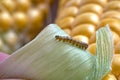 Close-up of a caterpillar on a green leaf against the background of fresh corn cob Royalty Free Stock Photo