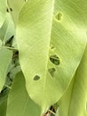 Caterpillar on a green leaf. worm eating green leaves Royalty Free Stock Photo