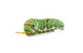 Close up caterpillar isolated on the white background