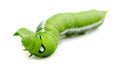 Close up caterpillar isolated on the white background. Creature, green. Royalty Free Stock Photo