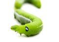 Close up caterpillar isolated on the white background. Creature, green. Royalty Free Stock Photo