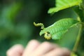 Close-up of a caterpillar on a hazelnut leaf, Royalty Free Stock Photo