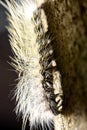 Close-up caterpillar with light Royalty Free Stock Photo