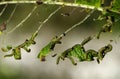 Caterpillar pests in action Royalty Free Stock Photo