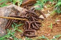 Close up of caterpillars on sand