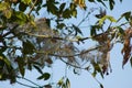 Closeup of caterpillar silk covered tree with selective focus on foreground