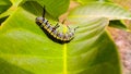 The close up of caterpillar Sitting on Green leaf of mango.monarch caterpillar.it is black caterpillar.Queen caterpillar Royalty Free Stock Photo