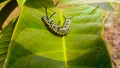 The close up of caterpillar Sitting on Green leaf of mango.monarch caterpillar.it is black caterpillar.Queen caterpillar Royalty Free Stock Photo