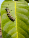 The close up of caterpillar Sitting on Green leaf of mango.monarch caterpillar.it is black caterpillar.Queen caterpillar Royalty Free Stock Photo