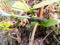 The close up of caterpillar Sitting on Green leaf of mango.monarch caterpillar.it is black caterpillar.Queen caterpillar Royalty Free Stock Photo