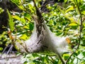 Caterpillar tent nest Royalty Free Stock Photo