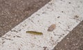 Close-up of caterpillar walking across white line on asphalt road. Stock photography.