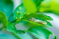 Caterpillar worm on leaf in garden