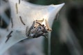 Close-Up of Caterpillars on a Spun Web Structure Outdoors Royalty Free Stock Photo