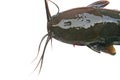 Catfish,Batrachian walking catfish,freshwater fish isolated on white background