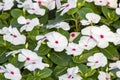 Close-up of Catharanthus pusillus flower