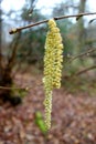 Close Up Of A Catkin Flower & x28;Corylus Avellana& x29;