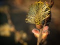 Close up of catkin during springtime. Yellow flower stamens and red buds. Selective focus. Royalty Free Stock Photo