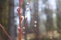 A close-up of catkins in the forest on a sunny day