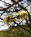 Close up of catkins or male flowers of a willow in april in spring woodland with budding leaves Royalty Free Stock Photo