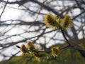 Catkins or male flowers of a willow in april in spring woodland with budding leaves Royalty Free Stock Photo