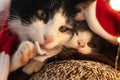 Close up of cats muzzles in santas red costumes playing