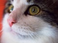 A close up of a cats pink nose Royalty Free Stock Photo