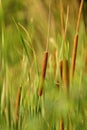 Close up of Cattail Grass