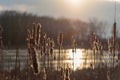 Closeup Of Cattails Along Lake Front At Sunset