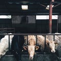 Close up of Cattles (Bos taurus) sticking their heads out through the fence of a barn