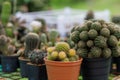 Close up of cattus in potted Royalty Free Stock Photo