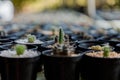 Close up of cattus in potted. Royalty Free Stock Photo