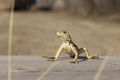 Close up of Caucasian agama reptile lizard in Vashlovani national park protected area