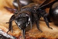 Close-up of Caucasian bee crawls out carpenter Xylocopa valga Royalty Free Stock Photo