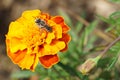 Close-up of the Caucasian bee Hymenoptera Megachile rotundata on