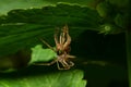 Close-up of Caucasian Solpuga spider molting under a leaf nettle Royalty Free Stock Photo