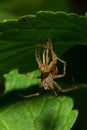 Close-up of Caucasian Solpuga spider molting under a green leaf Royalty Free Stock Photo