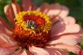 Close-up of Caucasian fluffy striped and gray bee Amegilla albigena on an orange-pink flower Zinnia Royalty Free Stock Photo