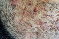 Close up of caucasian skin with many ingrown hairs.