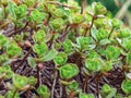 Close-up of Caucasian stonecrop or two-row stonecrop leaves Sedum spurium