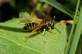 Close-up of Caucasian striped yellow-black wasp resting in the g