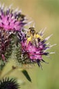 Close-up of Caucasian wild bee Macropis fulvipes on inflorescences of thistle Arctium lappa Royalty Free Stock Photo