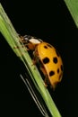 Close-up of Caucasian yellow ladybug on narrow green leaf spikelet