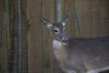 Close up of a Cautious Doe Royalty Free Stock Photo