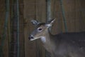 Close up of a Cautious Doe Royalty Free Stock Photo