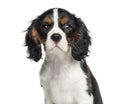 Close-up of a Cavalier King Charles, 3 months old