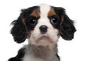 Close-up of Cavalier King Charles Puppy, 2 months old Royalty Free Stock Photo