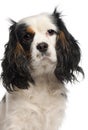 Close-up of Cavalier King Charles Spaniel