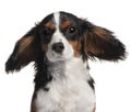 Close-up of Cavalier King Charles Spaniel